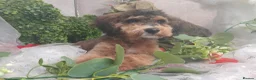 Cockapoo dogs for sale: F1b Cockerpoo  in Doncaster - Advert 5