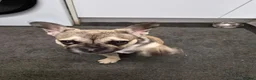 French Bulldog dogs for sale: Female French bulldog puppy - Advert 2