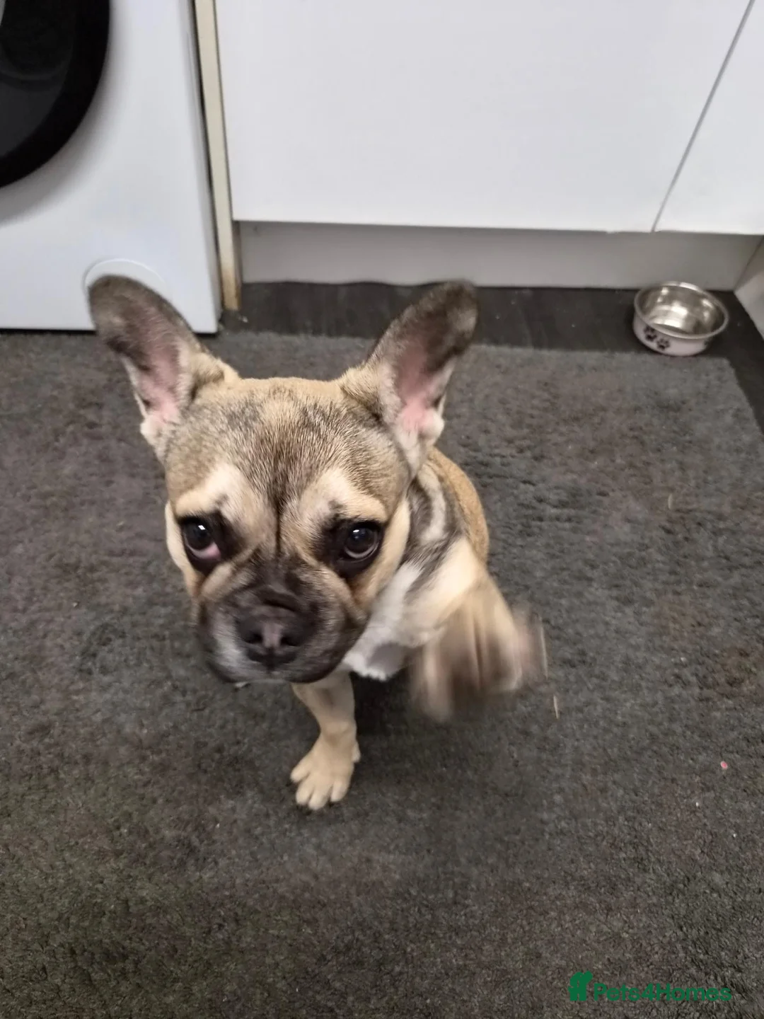 French Bulldog dogs for sale: Female French bulldog puppy - Advert 2