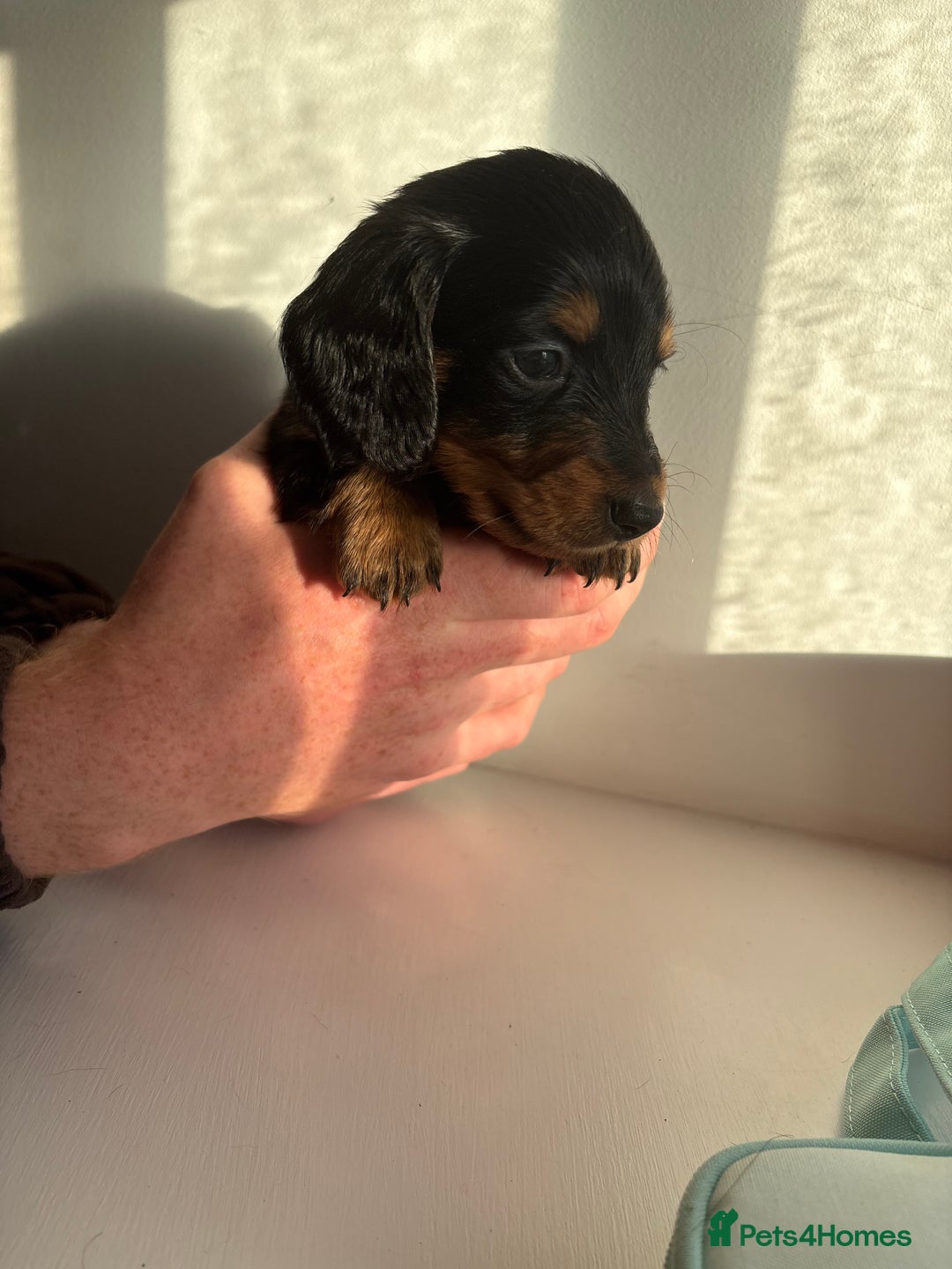 Miniature Dachshund dogs for sale: Miniature long haired dachshund puppies - Image 8