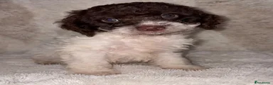 Cockapoo 2