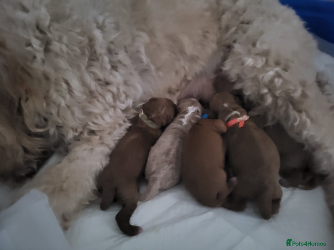 Goldendoodle dogs for sale: Goldendoodle puppies  - Advert 2