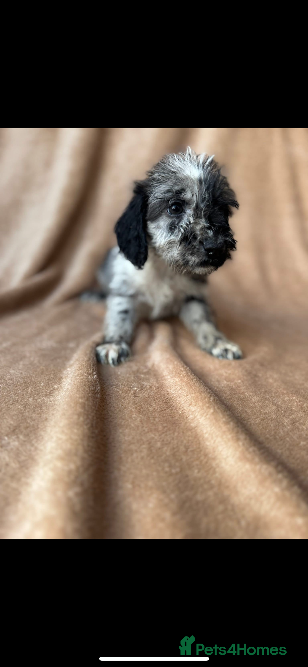 Cockapoo dogs for sale: F1 cockapoos  - Image 7