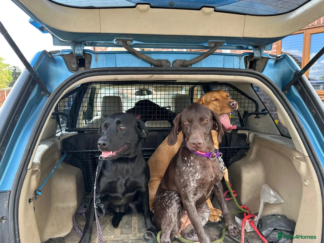Labrador Retriever dogs for sale: Sweetheart Raven  - Advert 2