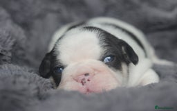 French Bulldog dogs for sale: Stunning French bulldog puppies  - Advert 9