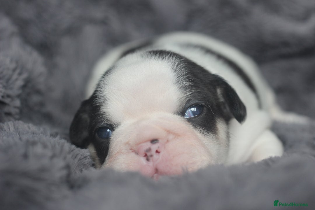 French Bulldog dogs for sale: Stunning French bulldog puppies  - Advert 9