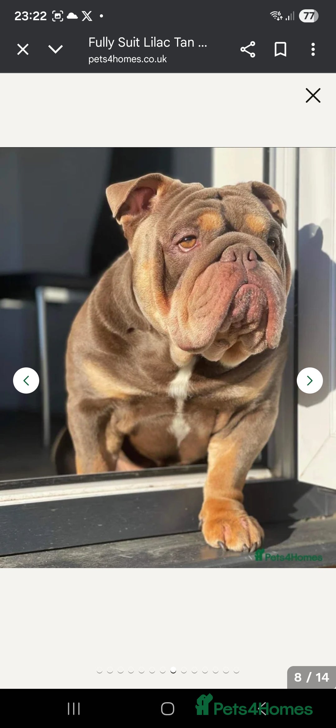 English Bulldog dogs for sale: Lilac/tan/ white English Bulldogs. 5 males. - Advert 19