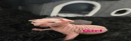 Sphynx cats for sale: Amazing DBE Sphynx kitten GCCF & TICA   - Advert 32