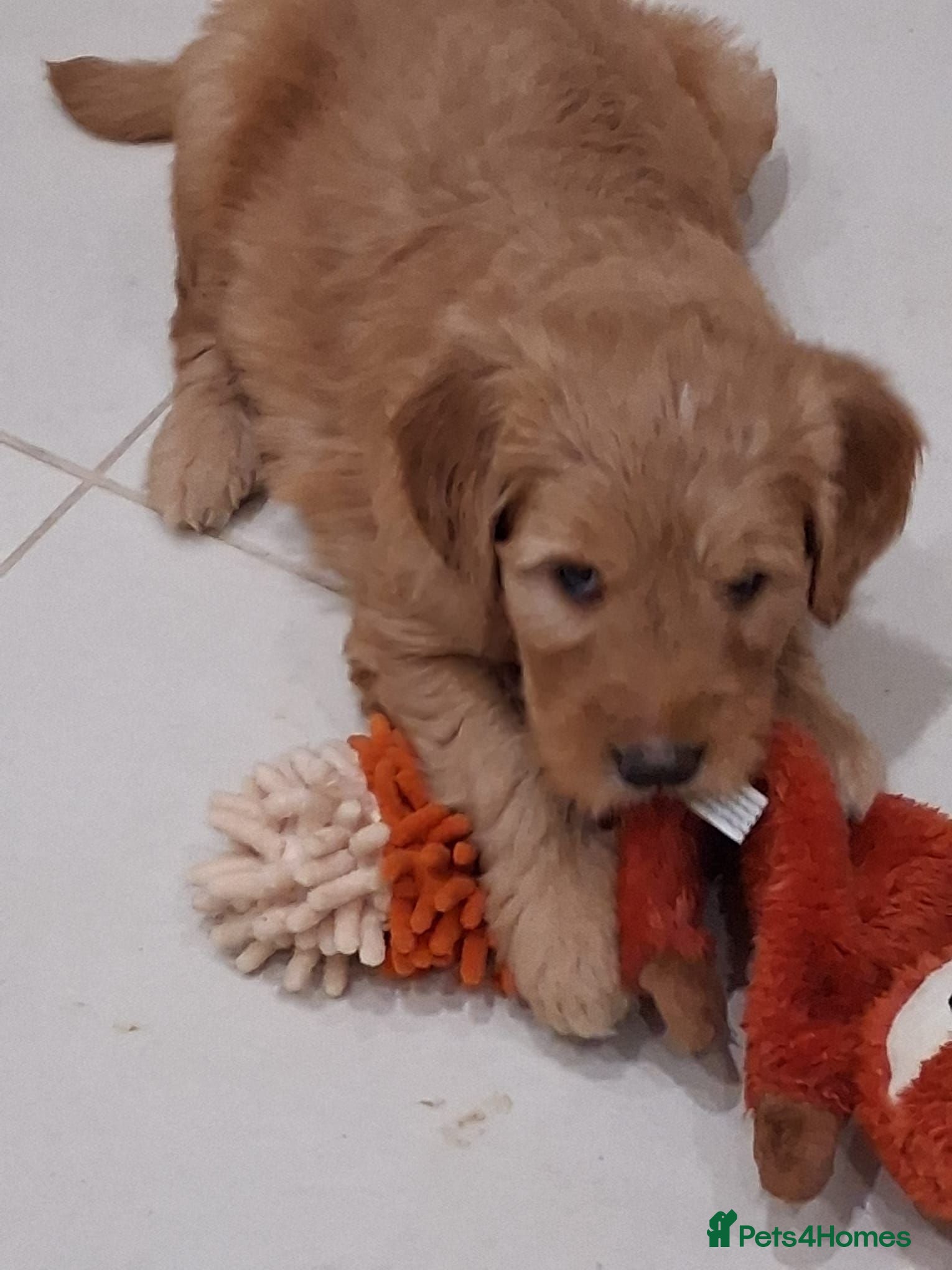 Goldendoodle dogs Multigen Double Doodle - Advert 2