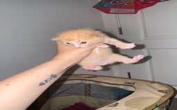 Domestic Shorthair cats for sale: 4 beautiful kittens  - Image 13