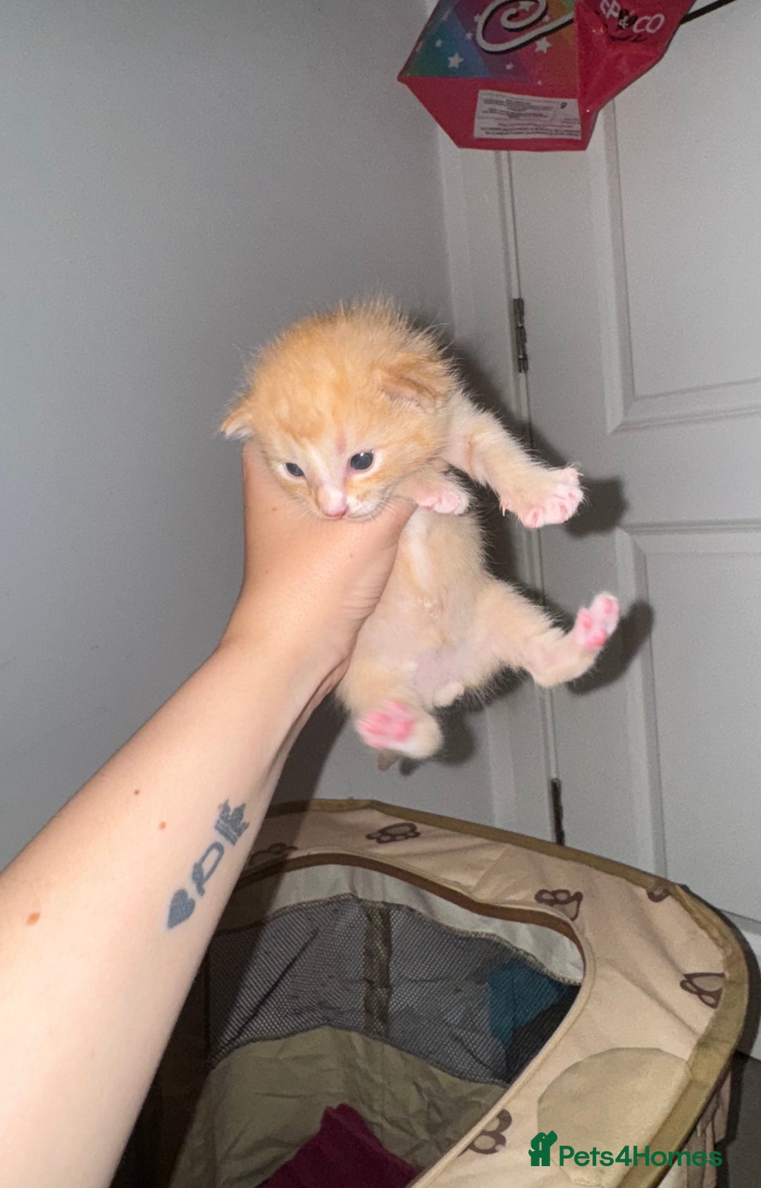 Domestic Shorthair cats for sale: 4 beautiful kittens  - Image 13