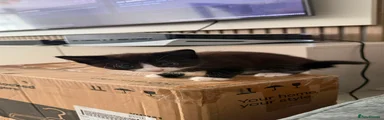 Domestic Shorthair 4