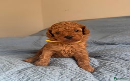 Cavapoo dogs for sale: Beautiful Cavapoo Puppies - Image 5