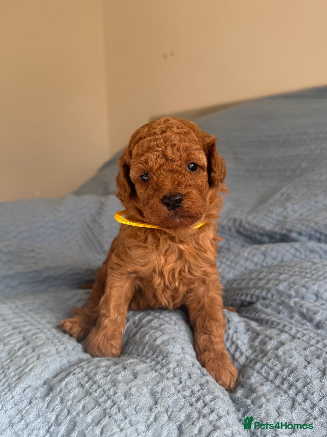Cavapoo dogs for sale: Beautiful Cavapoo Puppies - Image 5
