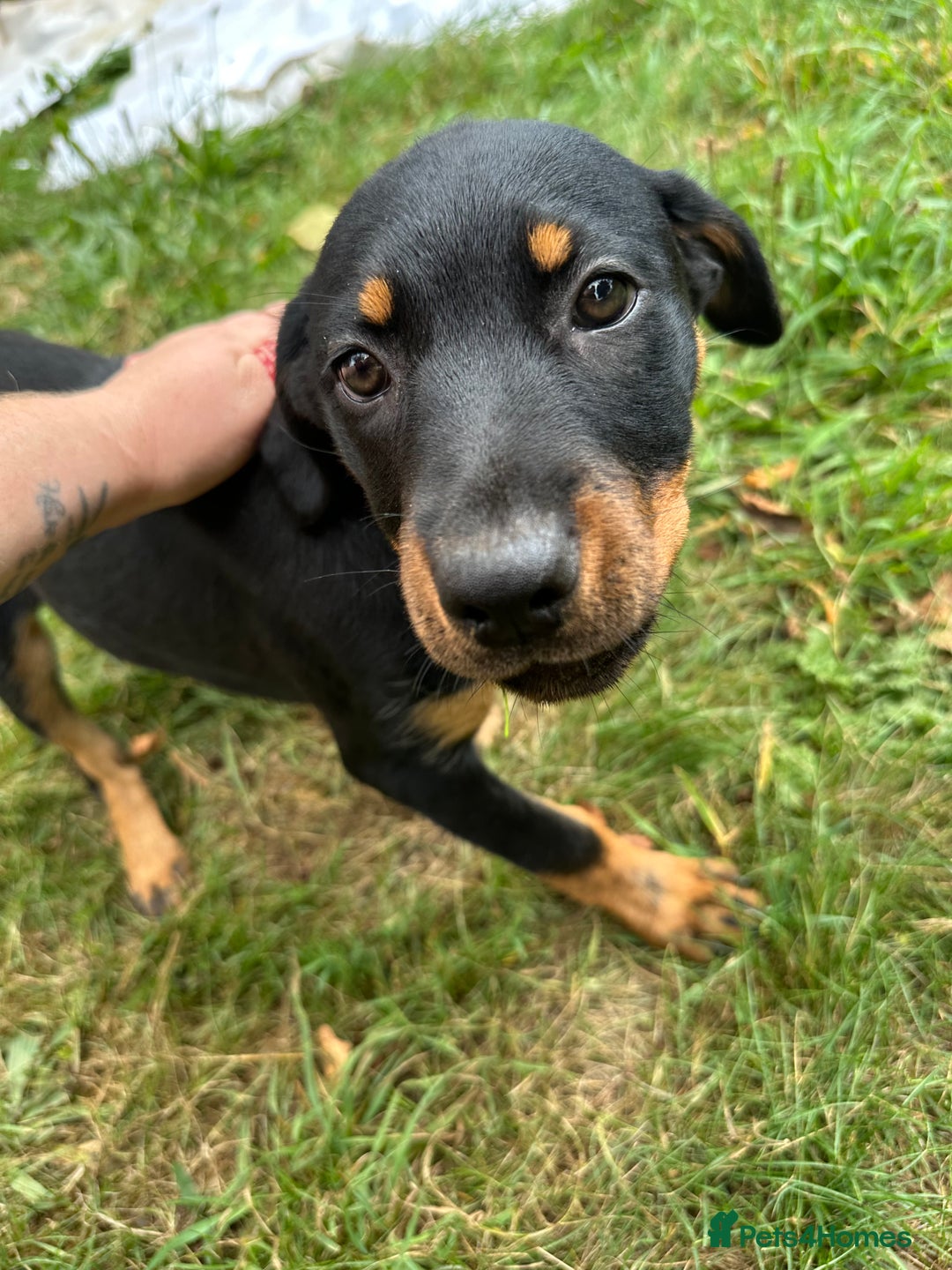 Rottweiler dogs for sale: Healthy Rottweiler puppies ready now  - Image 3