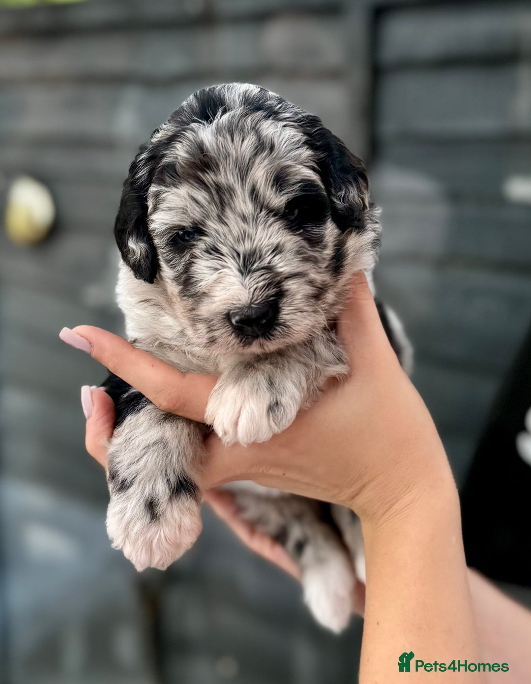 Bernedoodle dogs for sale: 🐾🐶 Stunning chunky bernedoodle babies 🐶🐾 - Image 3