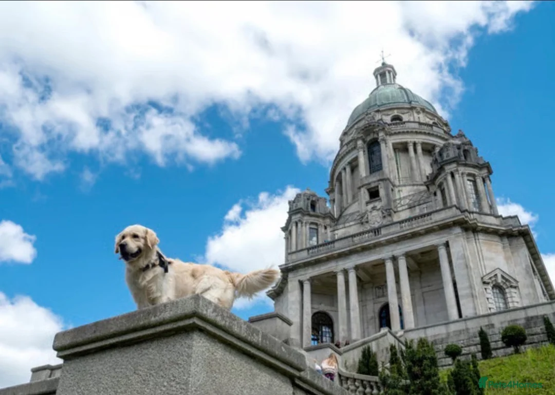 Golden Retriever dogs for stud: STUD DOG ‘ORLAGOLD MAJOR TOM’ (Ziggy)  - Advert 1