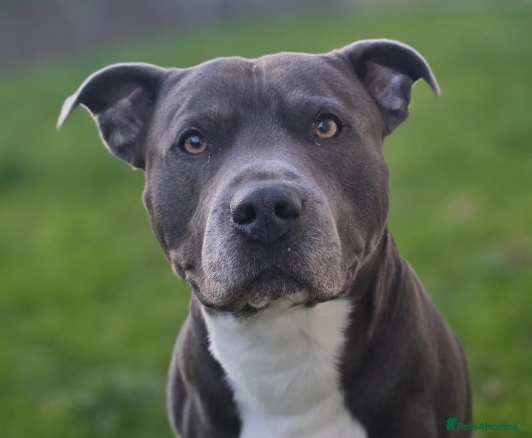 Staffordshire Bull Terrier dogs for stud: BLUE Proven 50+ litters, natural and artificial  in Erith - Advert 3