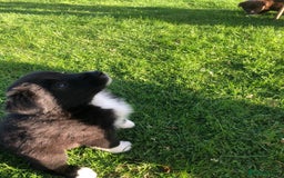 Bearded Collie dogs for sale: Breaded collie puppies  - Image 1