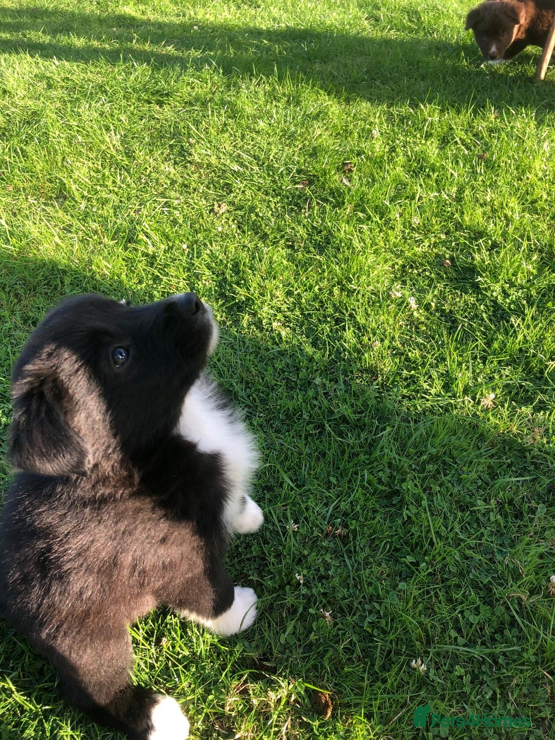 Bearded Collie dogs for sale: Breaded collie puppies  - Image 1