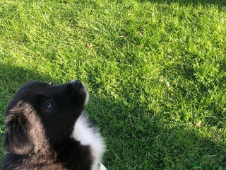 Bearded Collie dogs - Advert 13