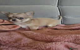 Chihuahua dogs for sale: Beautiful Tiny Chihuahua puppies  - Image 4