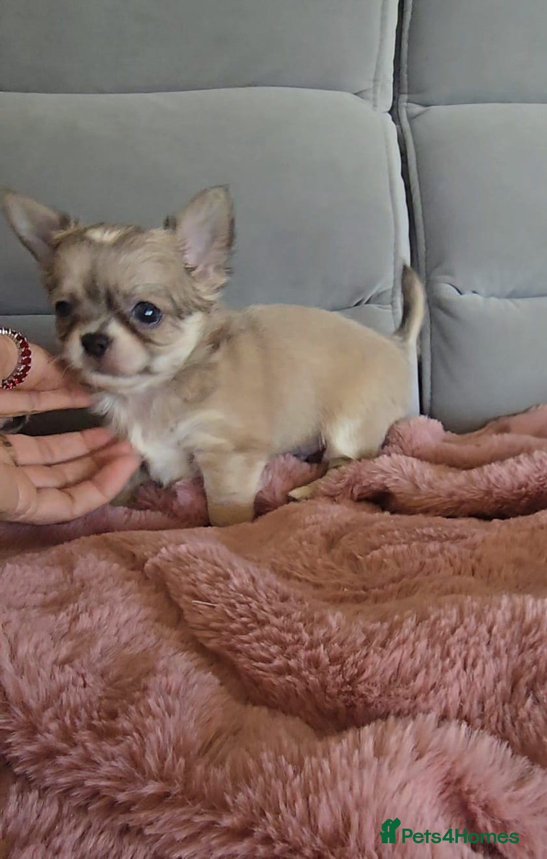 Chihuahua dogs for sale: Beautiful Tiny Chihuahua puppies  - Image 4