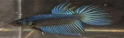 Other/Mixed Breed fish for sale: Mixture of all different types of fish i have. - Advert 6