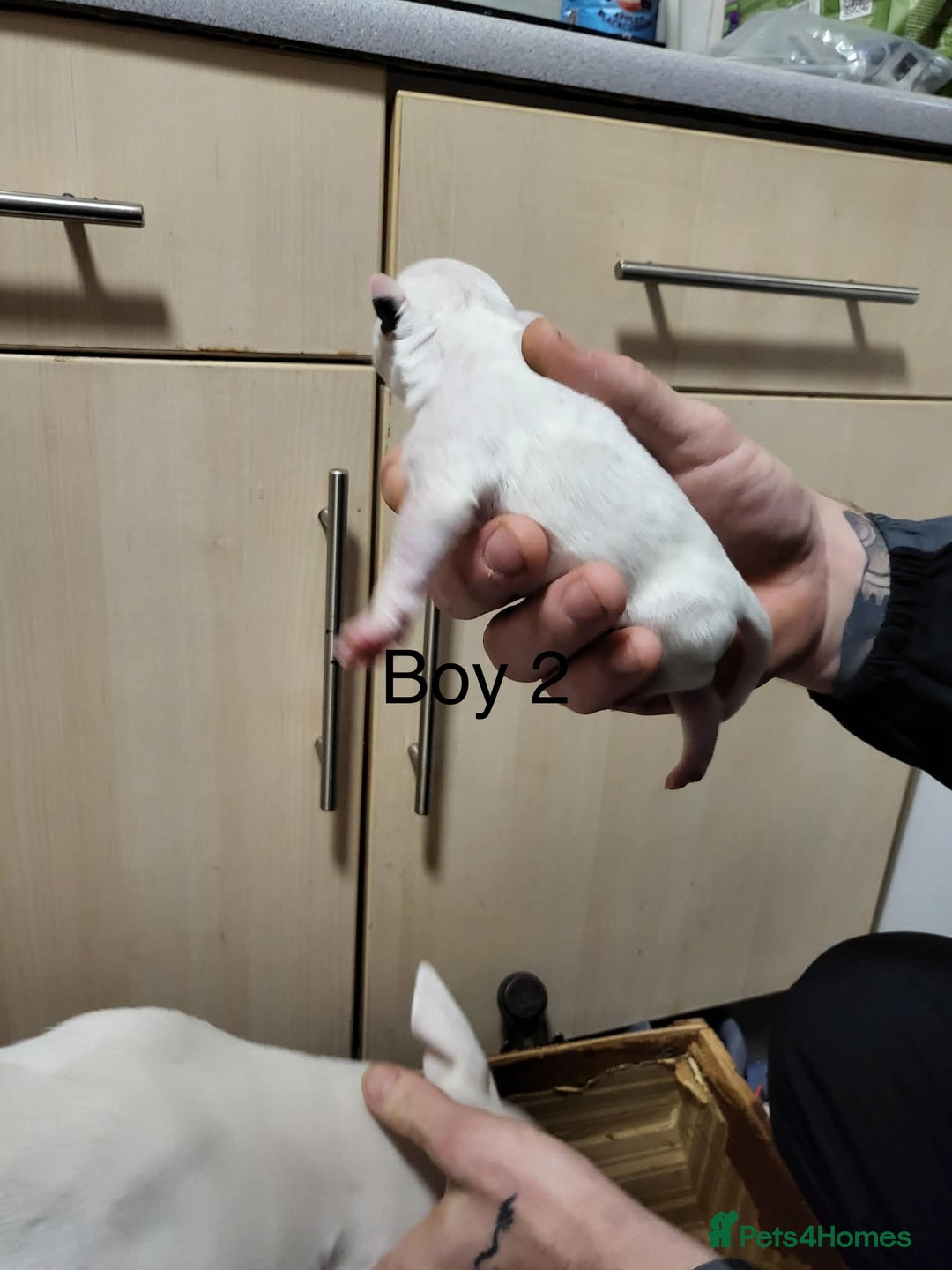 English Bull Terrier dogs for sale: English bull terrier puppies  - Advert 5