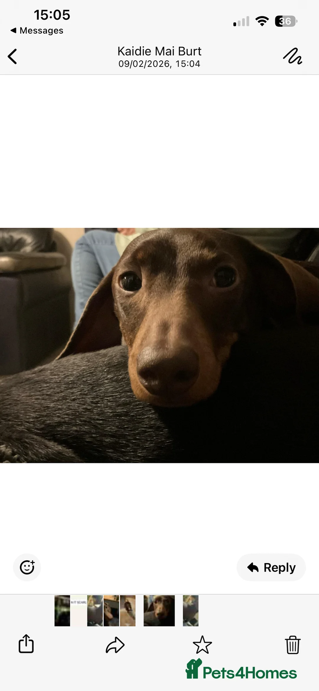Dachshund dogs for sale: Rolo is a male 2 year old minature dacshund - Advert 1