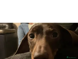 Dachshund dogs Rolo is a male 2 year old minature dacshund - Advert 3