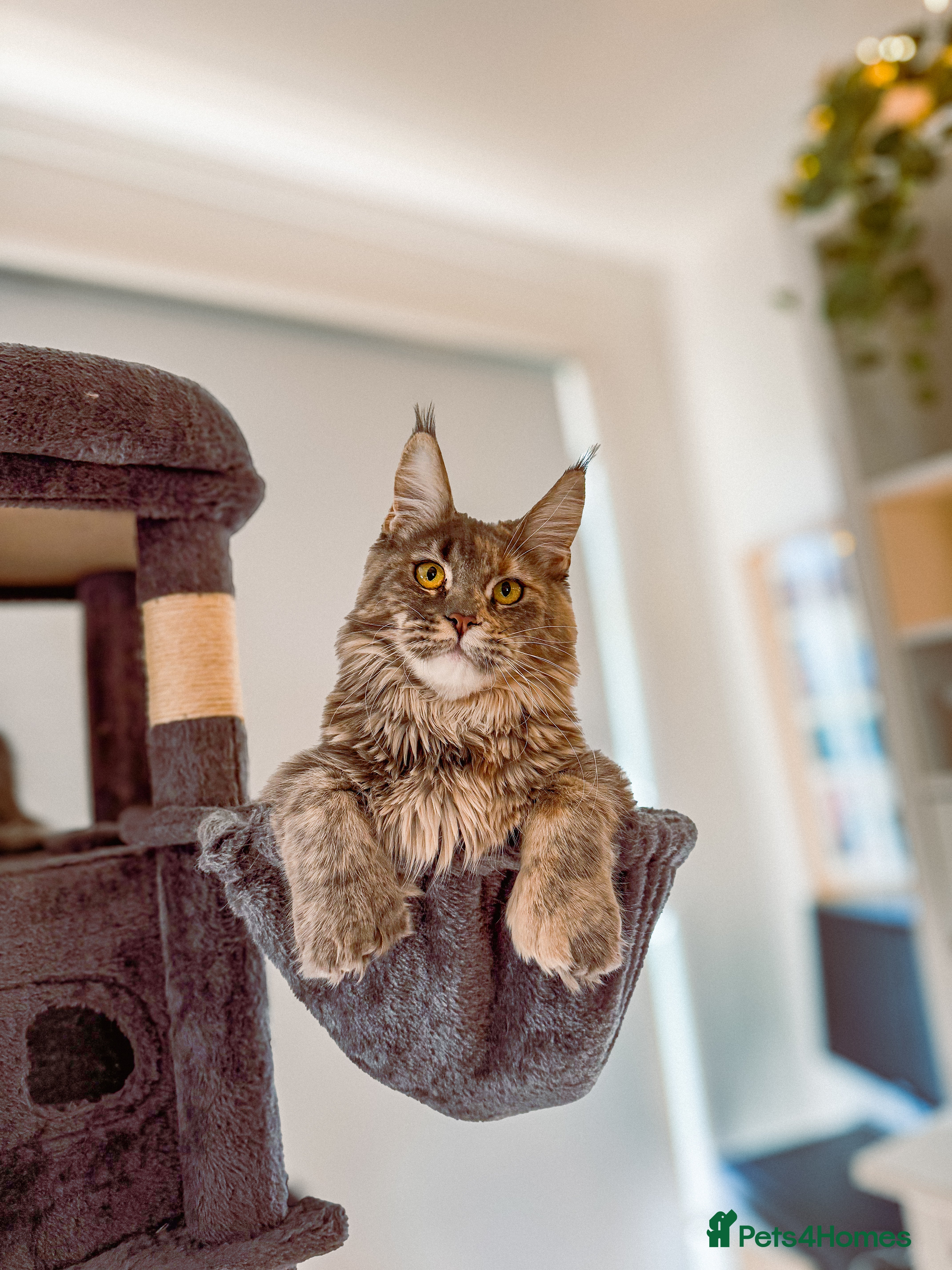 Maine Coon cats RUSSIAN POLYDACTYL MAINE COON TICA ACTIVE - Advert 13