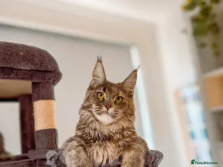 Maine Coon cats RUSSIAN POLYDACTYL MAINE COON TICA ACTIVE - Advert 13