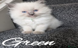 Ragdoll cats for sale: GCCF REG PEDIGREE RAGDOLL KITTENS - Image 10