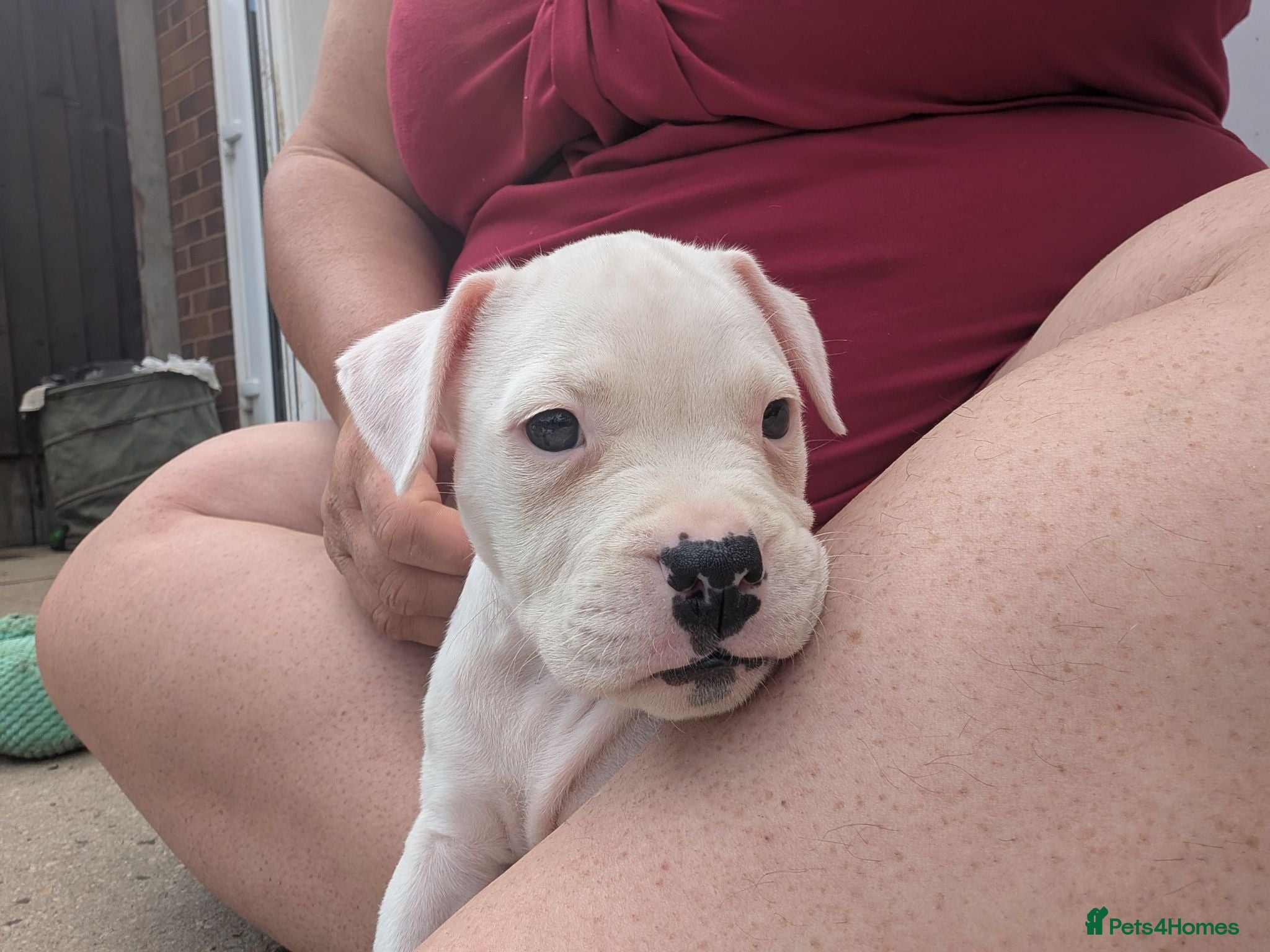 American Bulldog dogs Johnson American bulldog puppies - Advert 2