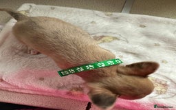 Mixed Breed dogs for sale: Jack chi puppies - Image 7