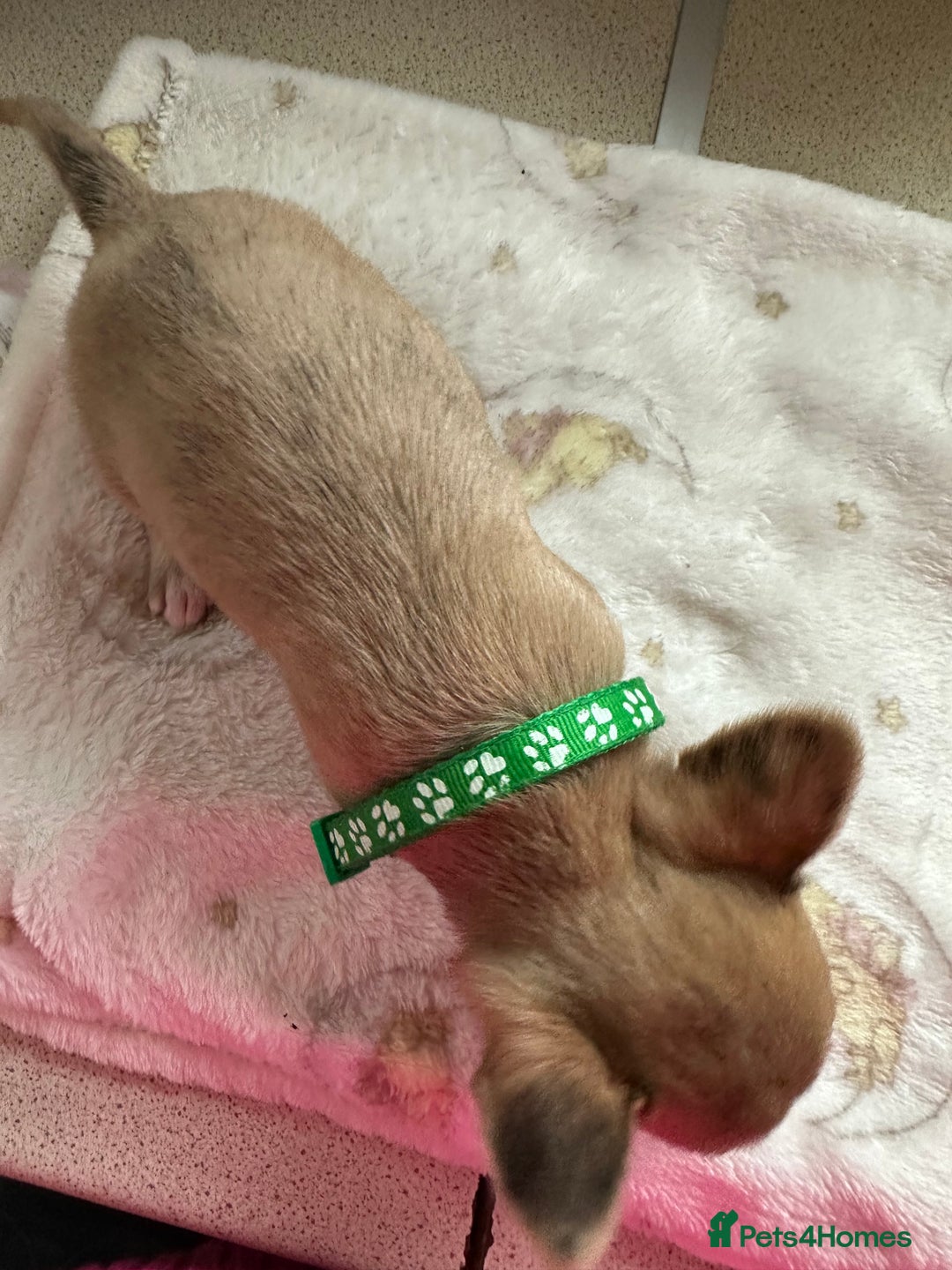 Mixed Breed dogs for sale: Jack chi puppies - Image 7