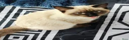 Ragdoll cats for sale: Ragdoll boy - Advert 5