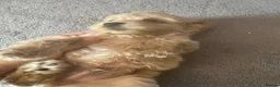 Cockapoo dogs for sale: 2 lovely little fur baby’s left both males  in Cambridge - Advert 5