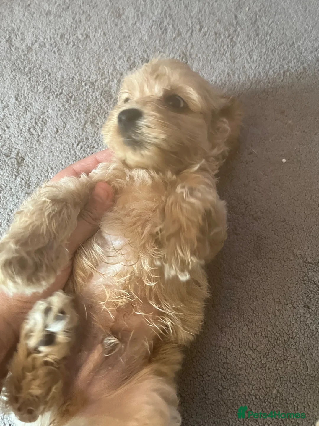 Cockapoo dogs for sale: 2 lovely little fur baby’s left both males  in Cambridge - Advert 5