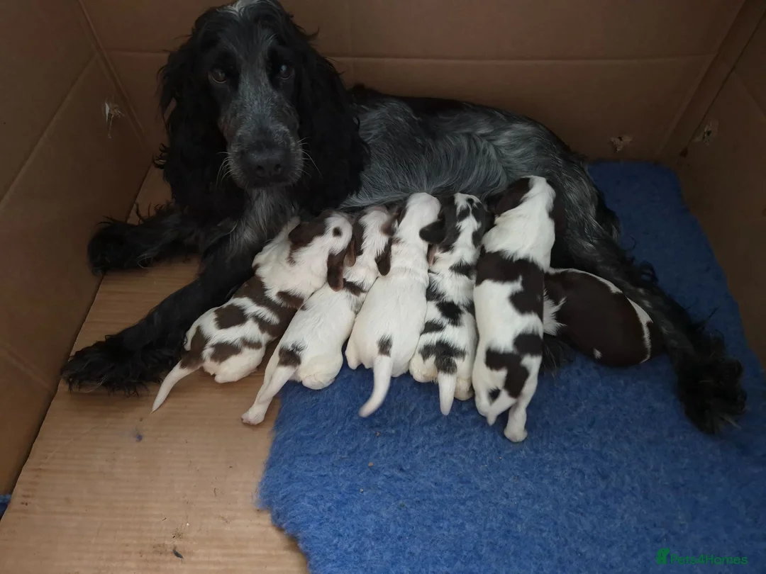 Cocker Spaniel dogs for sale: Stunning cocker spaniels  - Advert 12