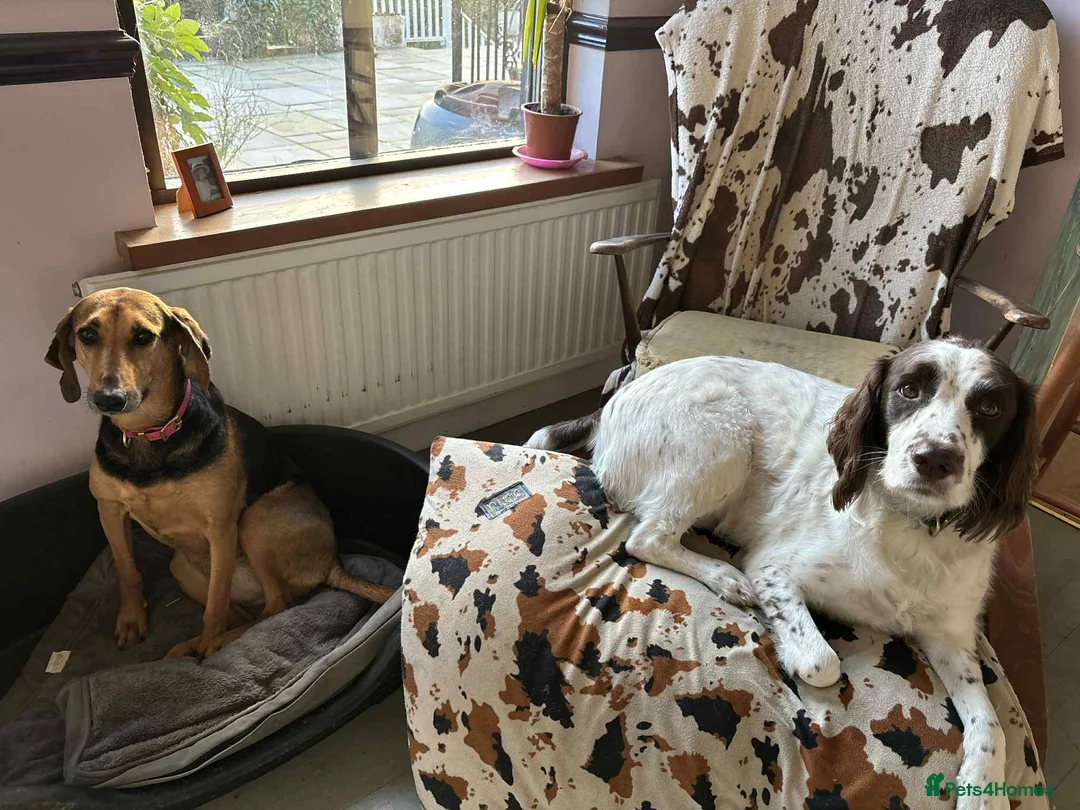 Mixed Breed dogs for adoption: Lemmy is a typical Springer spaniel 5 years old - Advert 3