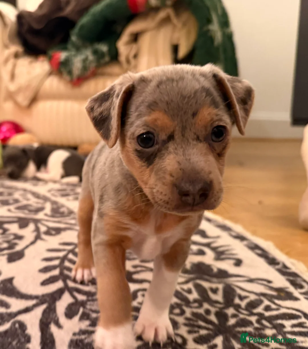 Jack Russell dogs for sale: Perfect Blue and Blue Merle Jack Russell Puppies - Advert 25