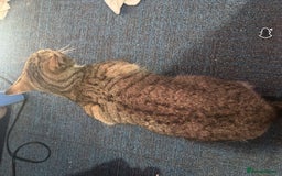 Domestic Shorthair cats for sale: Tabby cat looking forever home - Image 3