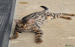 Bengal cats for sale: 1 Gorgeous Bengal SALE!!! in Swindon - Image 4