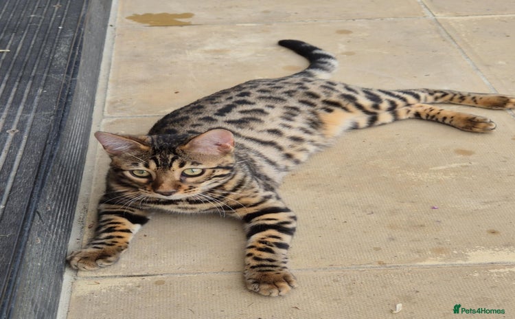 Bengal cats in Swindon - Advert 2
