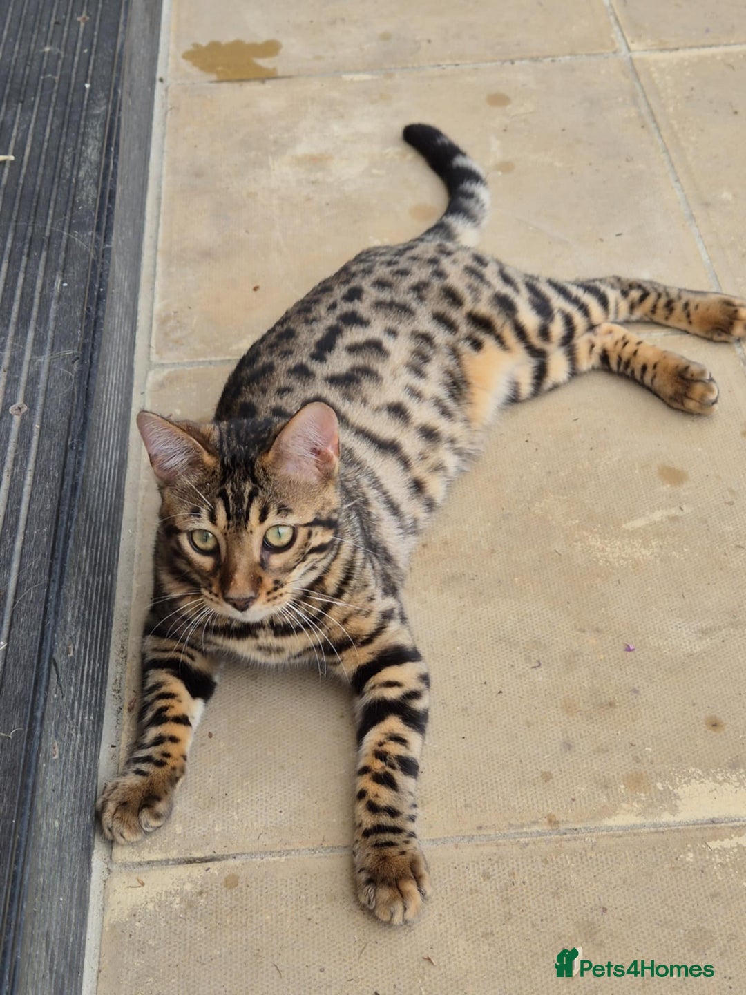 Bengal cats for sale: 1 Gorgeous Bengal SALE!!! in Swindon - Image 4