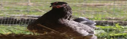 Chickens poultry for sale: Point of lay hybrid hens  - Advert 18
