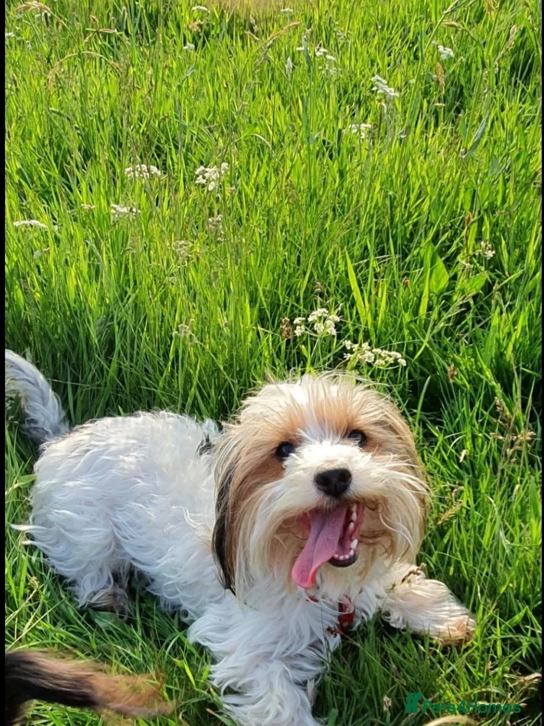 Yorkshire Terrier dogs for sale: York terrier  - Advert 14