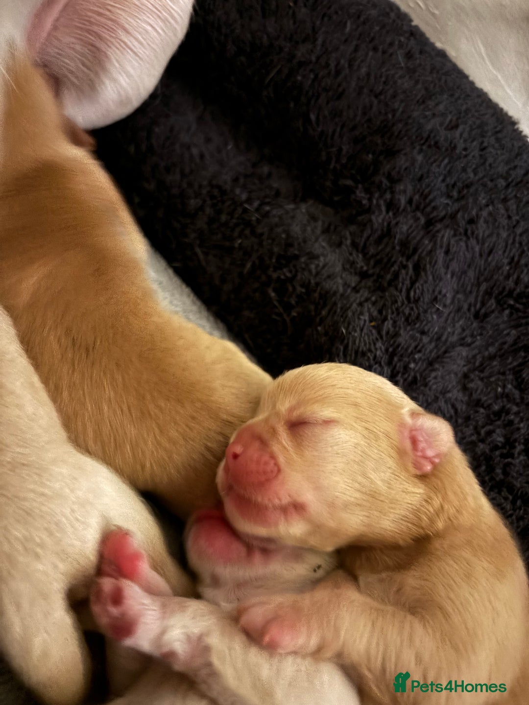 Mixed Breed dogs for sale: Floodles - Advert 2